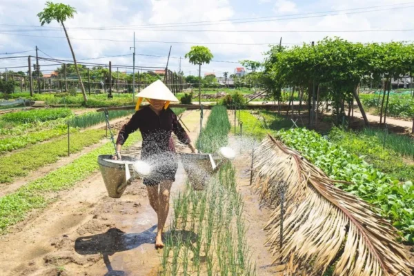 Tra Que Village Farming Experience & Fishing Life By Bike